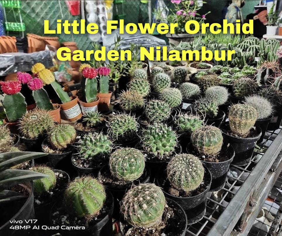 LITTLE FLOWER ORCHID GARDEN