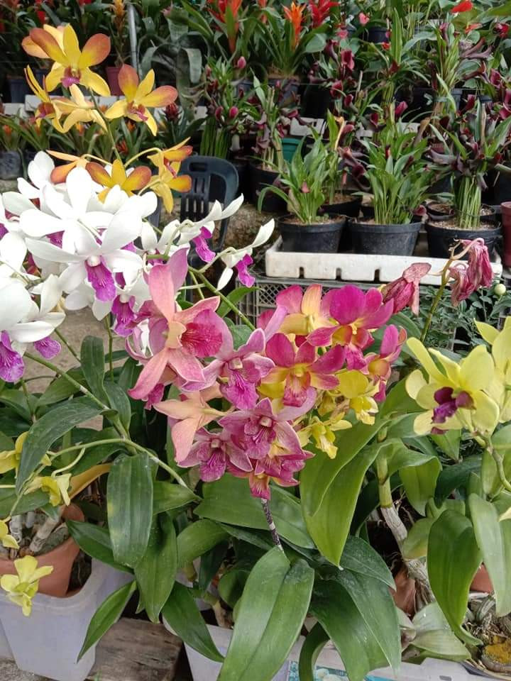 LITTLE FLOWER ORCHID GARDEN