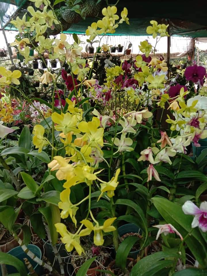 LITTLE FLOWER ORCHID GARDEN