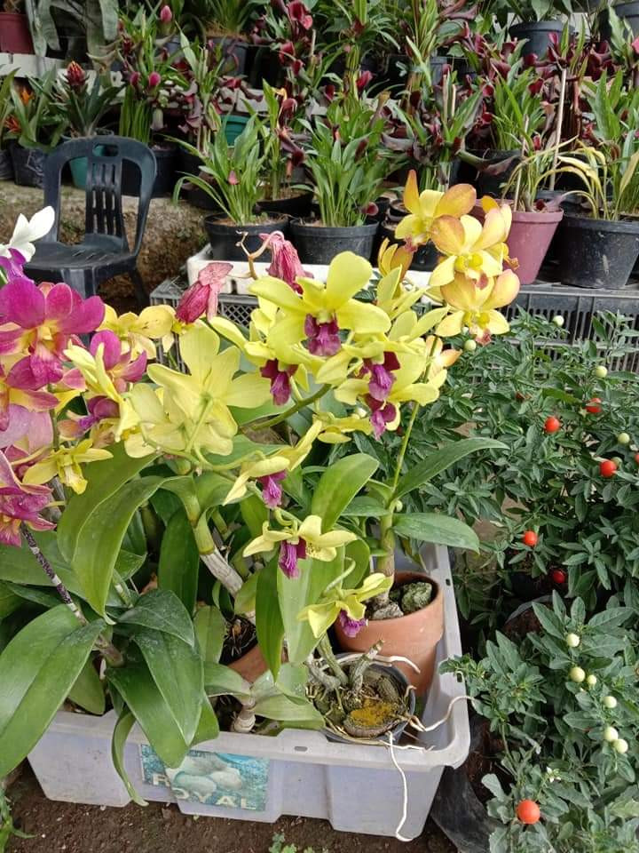 LITTLE FLOWER ORCHID GARDEN