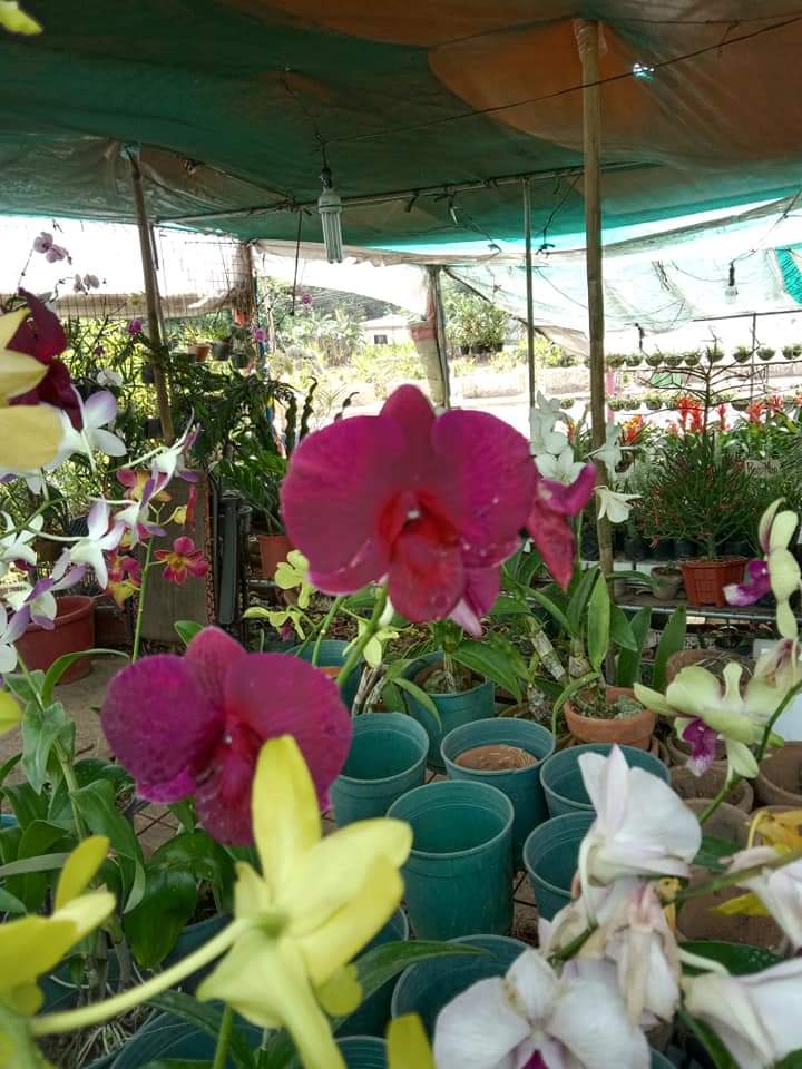 LITTLE FLOWER ORCHID GARDEN