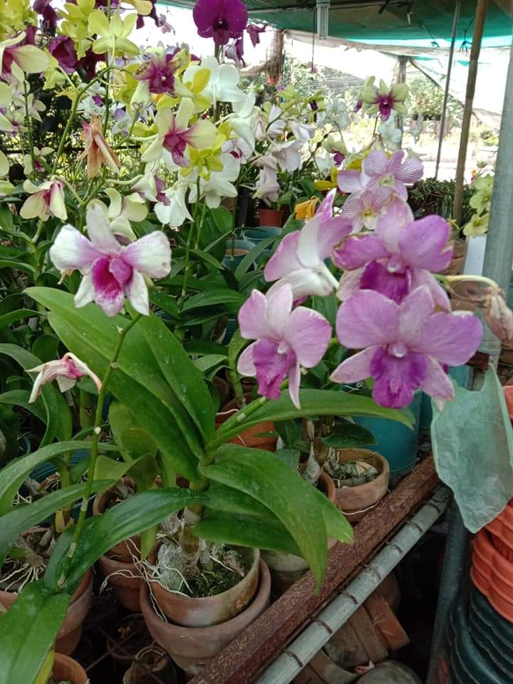 LITTLE FLOWER ORCHID GARDEN