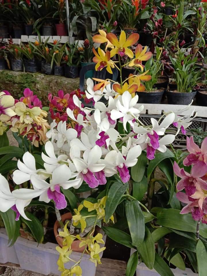 LITTLE FLOWER ORCHID GARDEN