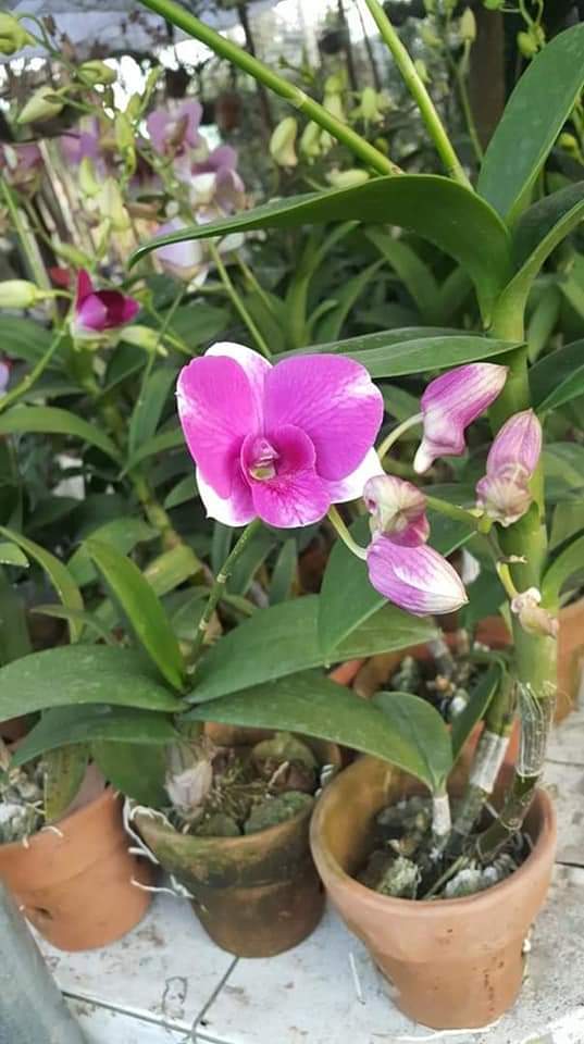 LITTLE FLOWER ORCHID GARDEN