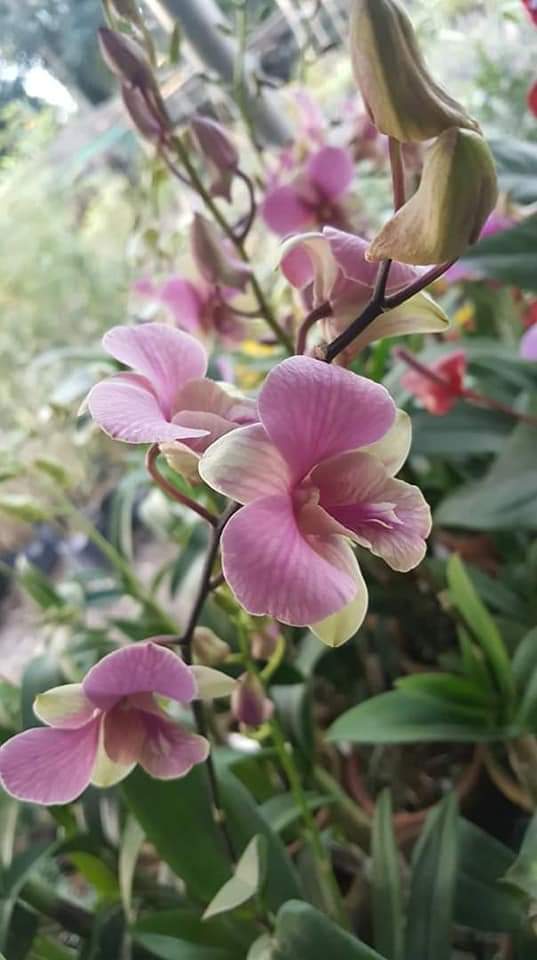 LITTLE FLOWER ORCHID GARDEN