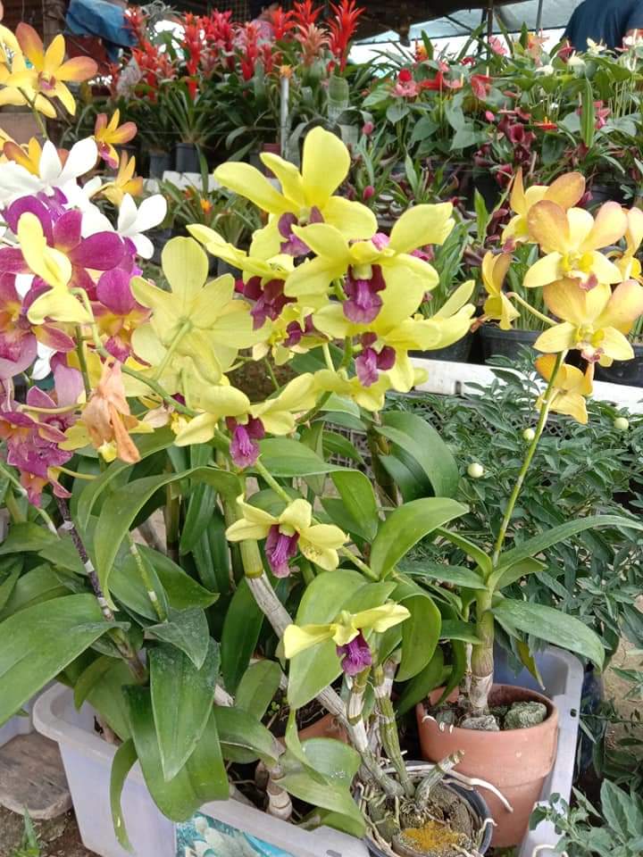 LITTLE FLOWER ORCHID GARDEN