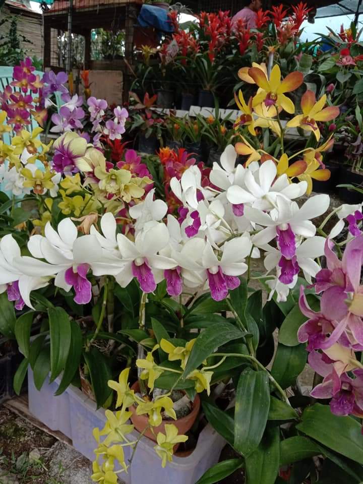 LITTLE FLOWER ORCHID GARDEN