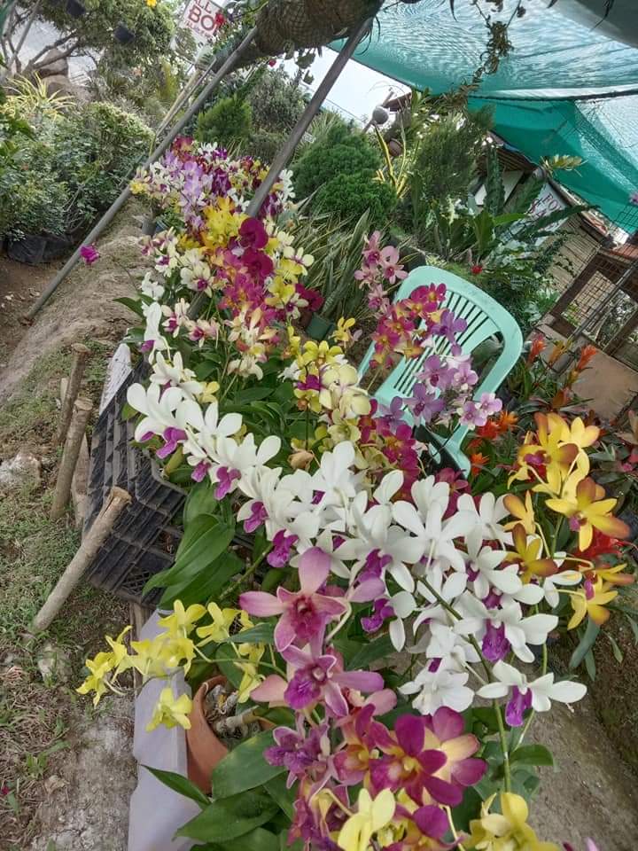 LITTLE FLOWER ORCHID GARDEN